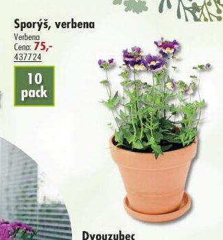 Sporýš, verbena