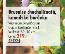 Brusnice chocholičnatá, kanadská borůvka - UNI HOBBY akcniletaky.com