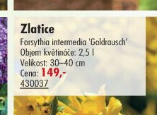 Zlatice - UNI HOBBY akcniletaky.com