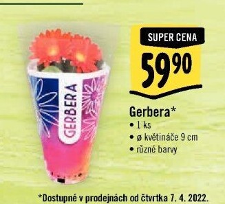 Gerbera