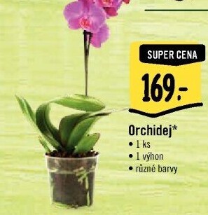 Orchidej