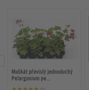 Muškát převislý jednoduchý Pelargonium pe... - Hornbach akcniletaky.com