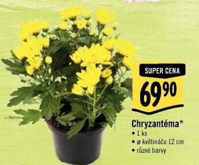 Chrysanthemum - Chryzantéma