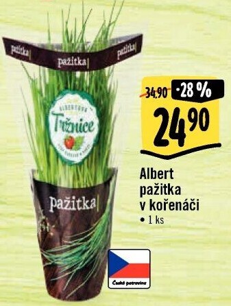 Bylinky v květináči Albert