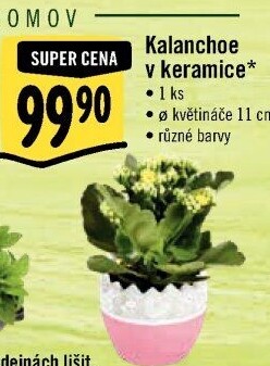 Kalanchoe - Kolopejka