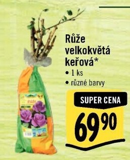 Sazenice růží Nohel Garden