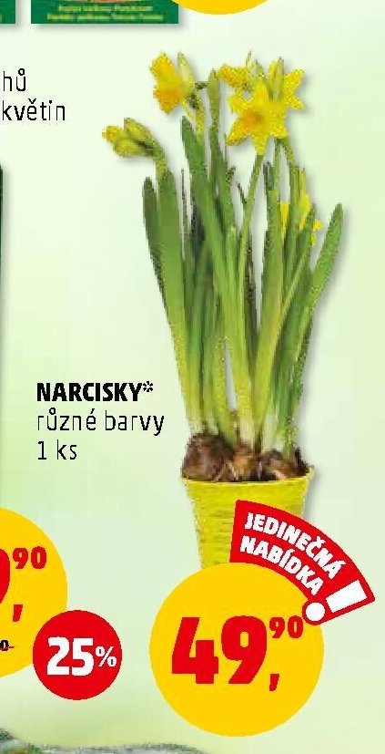 NARCISKY
