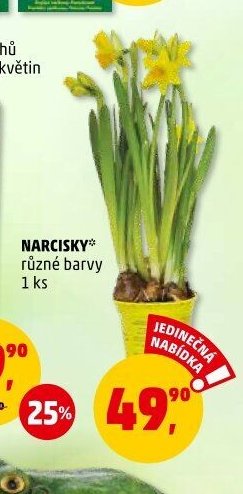 NARCISKY