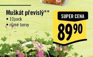 Muškát převislý