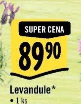 Levandule