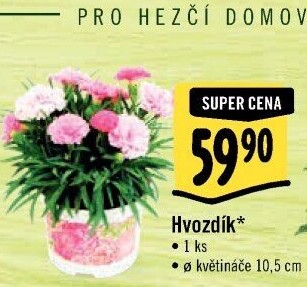Dianthus - Hvozdík