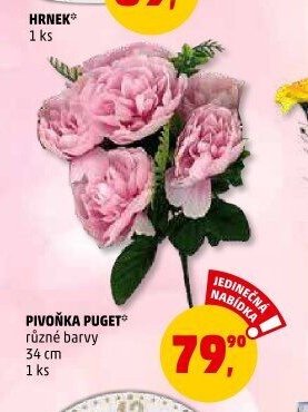Pivoňka puget*