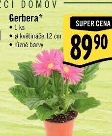Gerbera