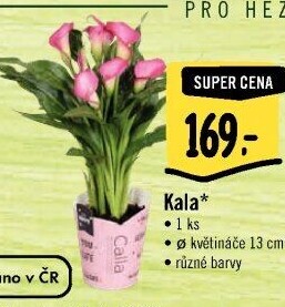 Kala - Calla