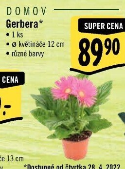 Gerbera