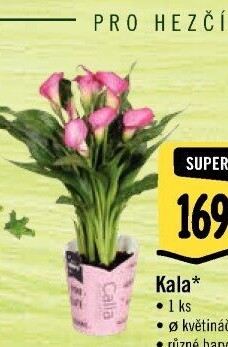 Kala - Calla