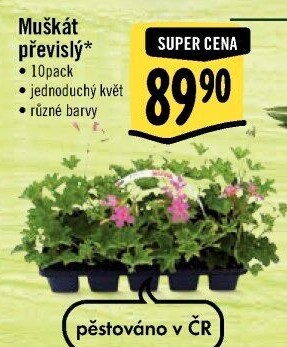 Muškáty / Pelargonie