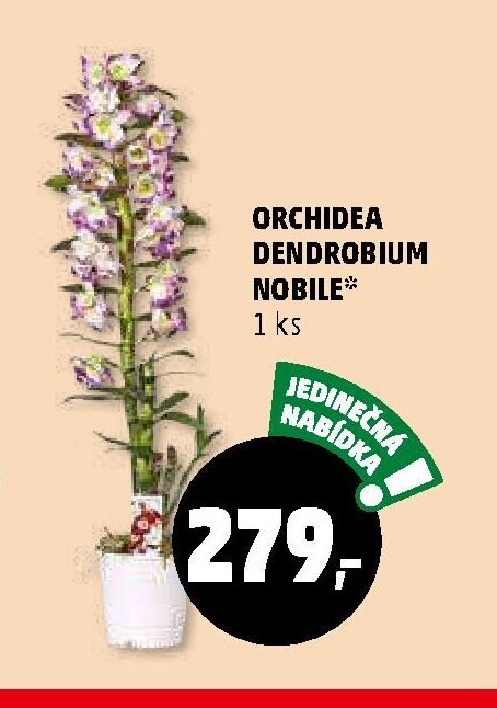 ORCHIDEA DENDROBIUM NOBILE