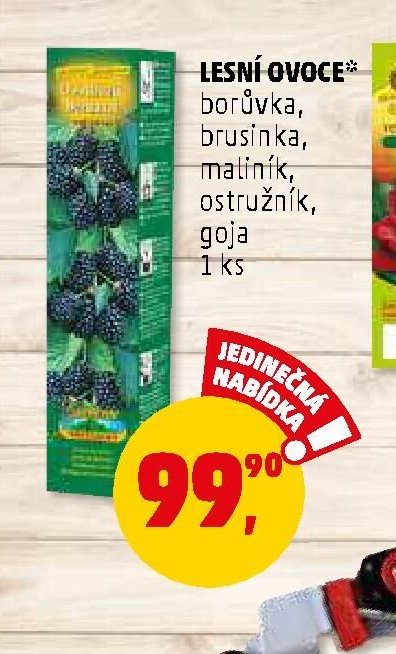 LESNÍ OVOCE