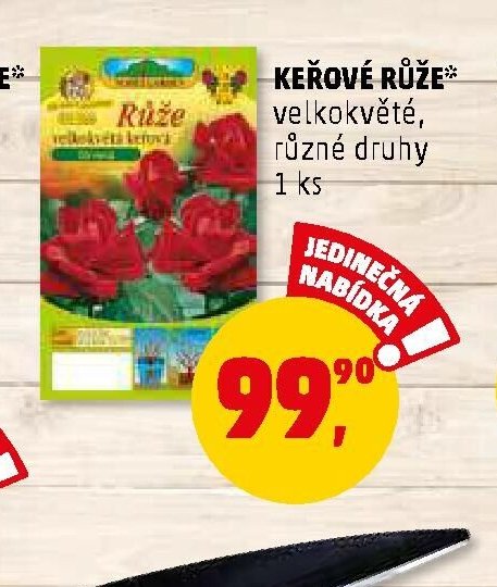 KEŘOVÉ RŮŽE