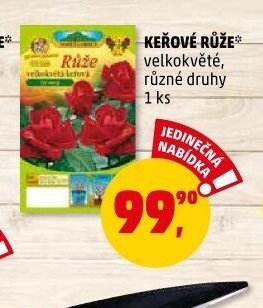 KEŘOVÉ RŮŽE velkokvěté, různé druhy