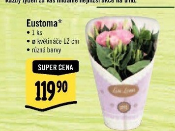 Eustoma - Jícnovka - Lisianthus