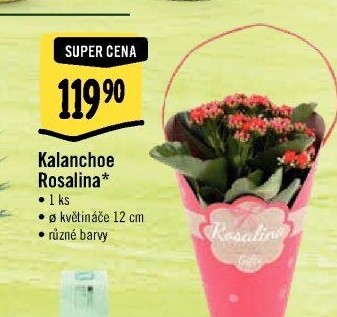 Kalanchoe - Kolopejka