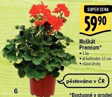 Muškáty / Pelargonie