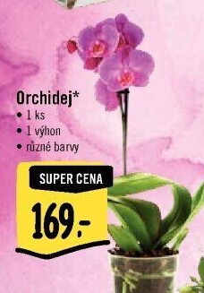 Orchidej