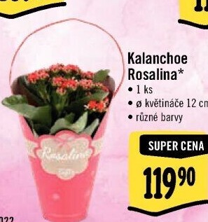 Eustoma - Jícnovka - Lisianthus