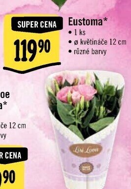 Kalanchoe - Kolopejka