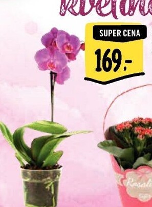 Orchidej