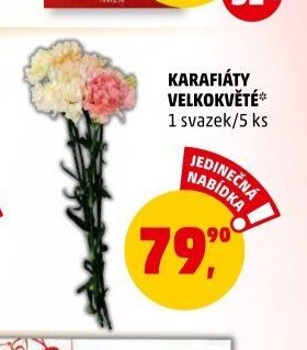 Karafiáty velkokvěté 1 svazek / 5 ks