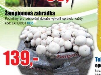 Žampionová zahrádka