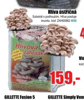 Hlíva ústřičná / Hlívová zahrádka