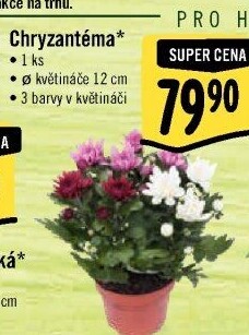 Chrysanthemum - Chryzantéma