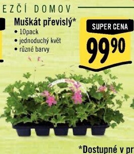 Muškáty / Pelargonie