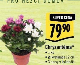 Chrysanthemum - Chryzantéma