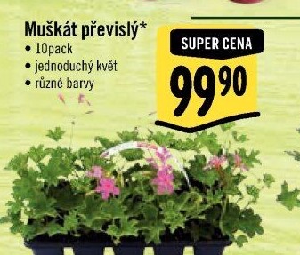 Muškáty / Pelargonie