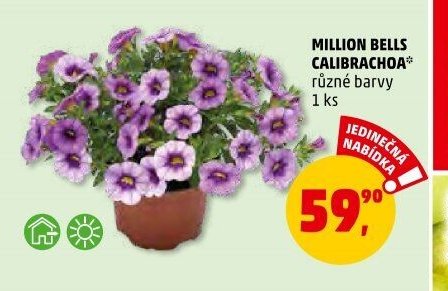 MILLION BELLS CALIBRACHOA