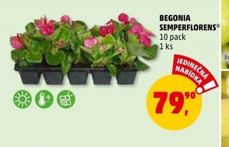 BEGONIA SEMPERFLORENS