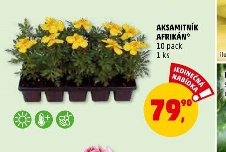 AKSAMITNÍK AFRIKÁN