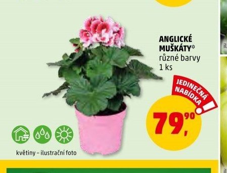 ANGLICKÉ MUŠKÁTY