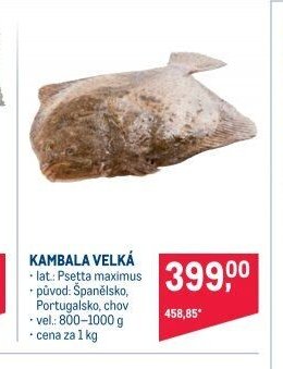 KAMBALA VELKÁ