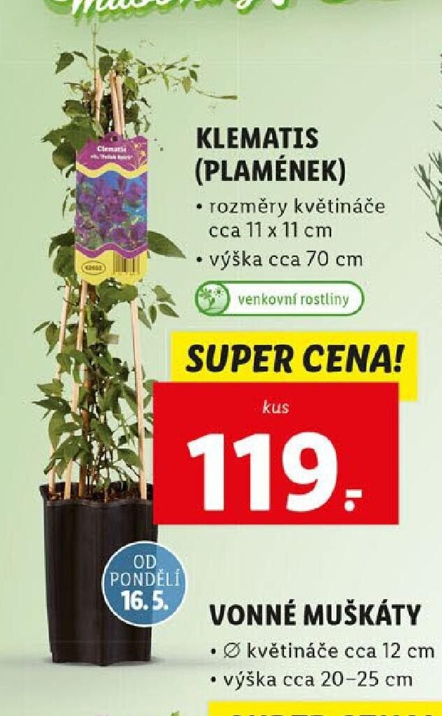 Klematis (Plamének)