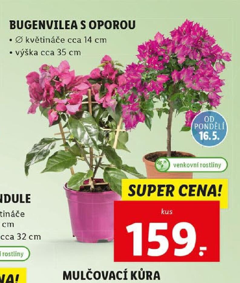 Bugenvilea s oporou