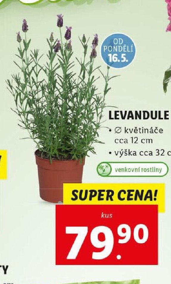 Levandule