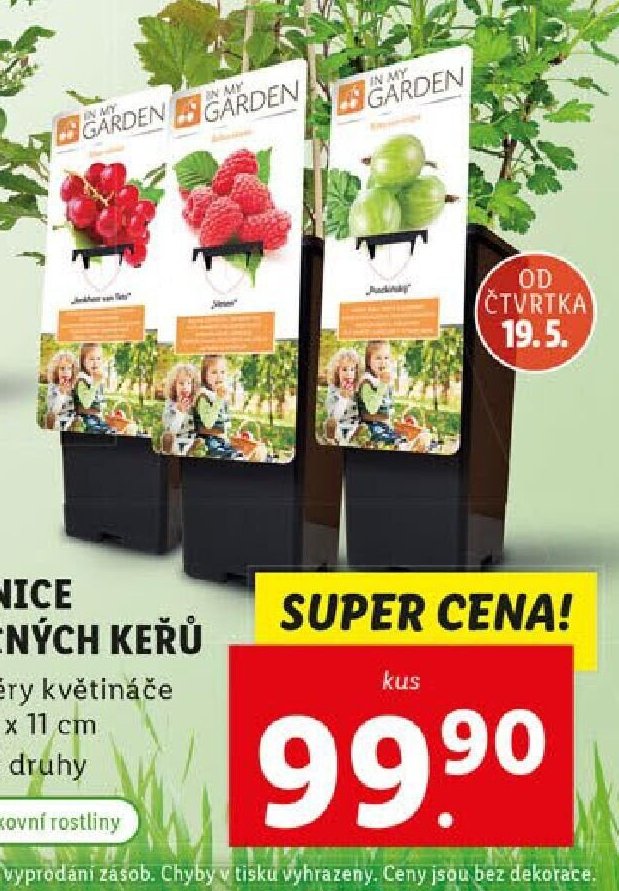 Sazenice ovocných keřů