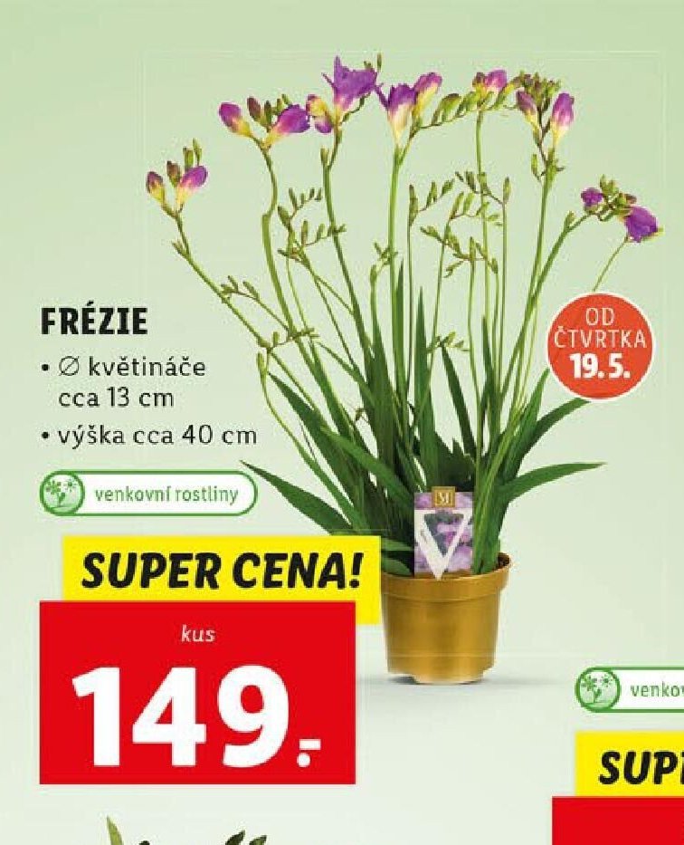 FRÉZIE