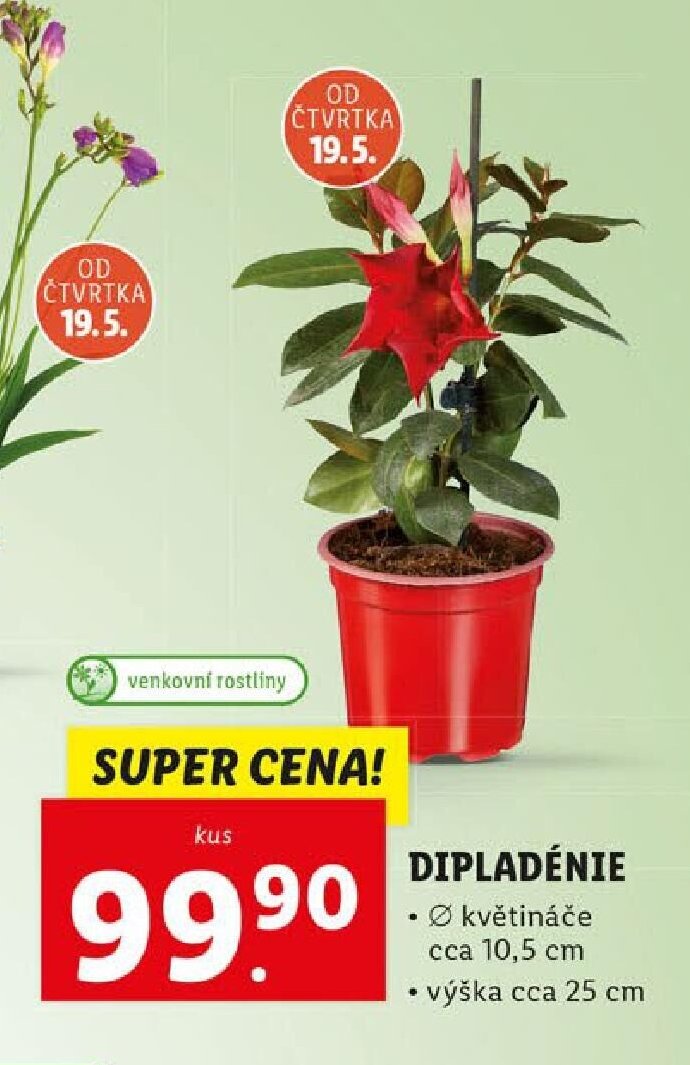 DIPLADÉNIE